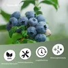 Heidelbeerdünger - Mineraldünger für Heidelbeeren – 3 Kg Produktbild-Vorschau 2