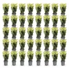 Green boutiQ - 40x Euonymus japonica Paloma Blanca - Voir les images du produit 2