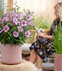BALDUR Garten 1x Zwerg-Hibiskus 'Little Legends Pink®', Produktbild-Vorschau 3