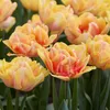 Bloomique - Mix 20 sztuk - Tulipa Double Mix - Podwójny Podgląd zdjęcia produktu 5