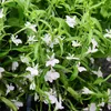 Männertreu hängend - weiss - Lobelia richardii - 11cm - Set Produktbild-Vorschau 1