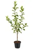 Apfelbaum 'Cox Orange' 100–120 cm – *Malus domestica* Náhľad obrázku produktu 4