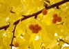SAFLAX - Ginkgo - 4 Samen - Mit keimfreiem Anzuchtsubstrat Produktbild-Vorschau 5