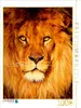 Calvendo Löwenportrait 1000 Teile Puzzle hoch 480x640mm, Produktbild-Vorschau 3
