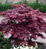 Fächerahorn 'BLOODGOOD' 40-50 cm, Cont. 2,5 l Produktbild-Vorschau 1
