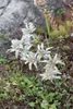 A close-up view of several white edelweiss flowers growing in rocky terrain with green foliage. Produktbild-Vorschau