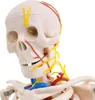 Anatomie Modell Skelett mit Nerven und Arterien Körper Produktbild-Vorschau 3