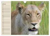Löwen. Majestätische Kraft (Wandkalender 2027 DIN A4 quer), Produktbild-Vorschau 15