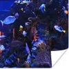 MuchoWow® Poster Tropisches Meerwasseraquarium 50x50 cm - Produktbild-Vorschau 1
