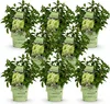 Hydrangea panniculata Groundbreaker Greeny - Produktbild-Vorschau 2