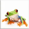 ARTland Leinwandbild Großaufnahme eines Frosches vor weiß Produktbild-Vorschau 1