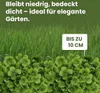 LERAVA® Klee samen [mähfrei] 125m² - Mikroklee Samen für Produktbild-Vorschau 7
