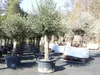 Olivenbaum Olive "60 Jahre" 200 - 240 cm, beste Qualität, Produktbild-Vorschau 9