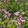 Arbre à tulipes - Set de 3 - Magnolia 'Susan' - Hauteur Voir les images du produit 4
