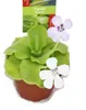 Máslovka - Pinguicula - Odrůda překvapení - 9cm květináč Náhled obrázku produktu 2