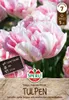 Tulpe Finola (5 Stück) | Tulpenzwiebeln von Sperli Produktbild-Vorschau 1