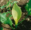 Italienischer Aronstab, im Topf - Arum italicum Produktbild-Vorschau 4
