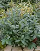 Prunus laurocerasus 'Rotundifolia', Kirschlorbeer, Produktbild-Vorschau 4