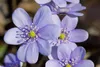 Hepatica nobilis, Leberblümchen, ca. 9x9 cm Topf, blau Produktbild-Vorschau 3