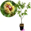 A potted chestnut tree seedling is shown next to a close-up of a chestnut burr with nuts. Produktbild-Vorschau