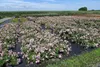20x The Fairy wunderschön robust reich rosa blühend Produktbild-Vorschau 5