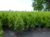 Thuja occidentalis 'Brabant', Lebensbaum, immergrün, Produktbild-Vorschau 1