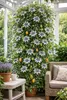 Passionsblume Passiflora caerulea 60–70 cm – winterharte Produktbild-Vorschau 1