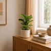 Geigenfeige - pflegeleichte Zimmerpflanze, Ficus Lyrata Produktbild-Vorschau 4