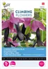 Buzzy Climbing Flowers Rhodochiton Purple Bells Samen - Ca. Produktbild-Vorschau 4