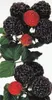 Rubus idaeus Black Jewel  -  schwarze Himbeere Black Jewel Produktbild-Vorschau 2