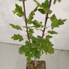 Malus 'Trilobata', manzano silvestre libanés, altura 80 cm, Vista previa de la imagen del producto 5