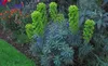 3 x Euphorbia characias ‚Blue Wonder‘ (winterhart/Staude) Produktbild-Vorschau 3