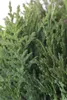 Thuja occidentalis 'Teddy', Kugel-Lebensbaum, kompakt, Produktbild-Vorschau 2