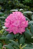 Rhododendron 'Roseum Elegans', rosa Blüten, 30–40 cm Produktbild-Vorschau 11