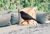 MuchoWow® Outdoor Kissen - Amsel - Vogel - Zweige - Beere - Produktbild-Vorschau 2