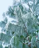 Tränen-Kiefer 70-80 cm, im Topf - Pinus wallichiana, Produktbild-Vorschau 9