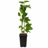 Schwarze Johannisbeere ‘Titania’ 30–35 cm – Ribes nigrum, Produktbild-Vorschau 4
