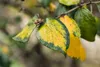 Viburnum burkwoodii, Duft-Schneeball, immergrün, 60–80 cm Produktbild-Vorschau 7