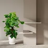 Monstera Deliciosa – pyszna monstera – roślina doniczkowa Podgląd zdjęcia produktu 5