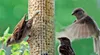 dobar Großer Futterspender mit Gitterröhre, Futtersäule für Produktbild-Vorschau 5