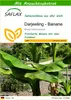 SAFLAX - Darjeeling - Banane - Musa sikkimensis - 5 Samen - Produktbild-Vorschau 1