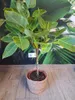 Ficus elastica variegata Altissima im Korbübertopf – Produktbild-Vorschau 1