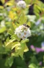 Borovice s měchýřkem 'Physocarpus Opulifolius Dart's Gold Náhled obrázku produktu 4