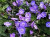 Stauden Gänge 3 x Geranium 'Rozanne ®' im 1 Liter Topf - Produktbild-Vorschau 1