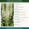 Stauden Gänge 10 x Salvia nemorosa 'Sensation White®' im 1 Produktbild-Vorschau 9
