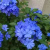 A close-up view of bright blue flowers with green leaves against a textured wall. Produktbild-Vorschau