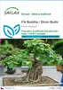 SAFLAX - Fík Buddha / Strom Bodhi - Ficus religiosa - 100 Náhled obrázku produktu 1