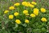 SAFLAX - BIO - Löwenzahn - Taraxacum officinale - 400 Samen Produktbild-Vorschau 6