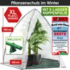 BRAST Überwinterungszelt Foliengewächshaus Mini Gewächshaus Produktbild-Vorschau 8