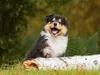 CALVENDO Puzzle Kleiner Weltentdecker - ein Colliewelpe | Produktbild-Vorschau 3